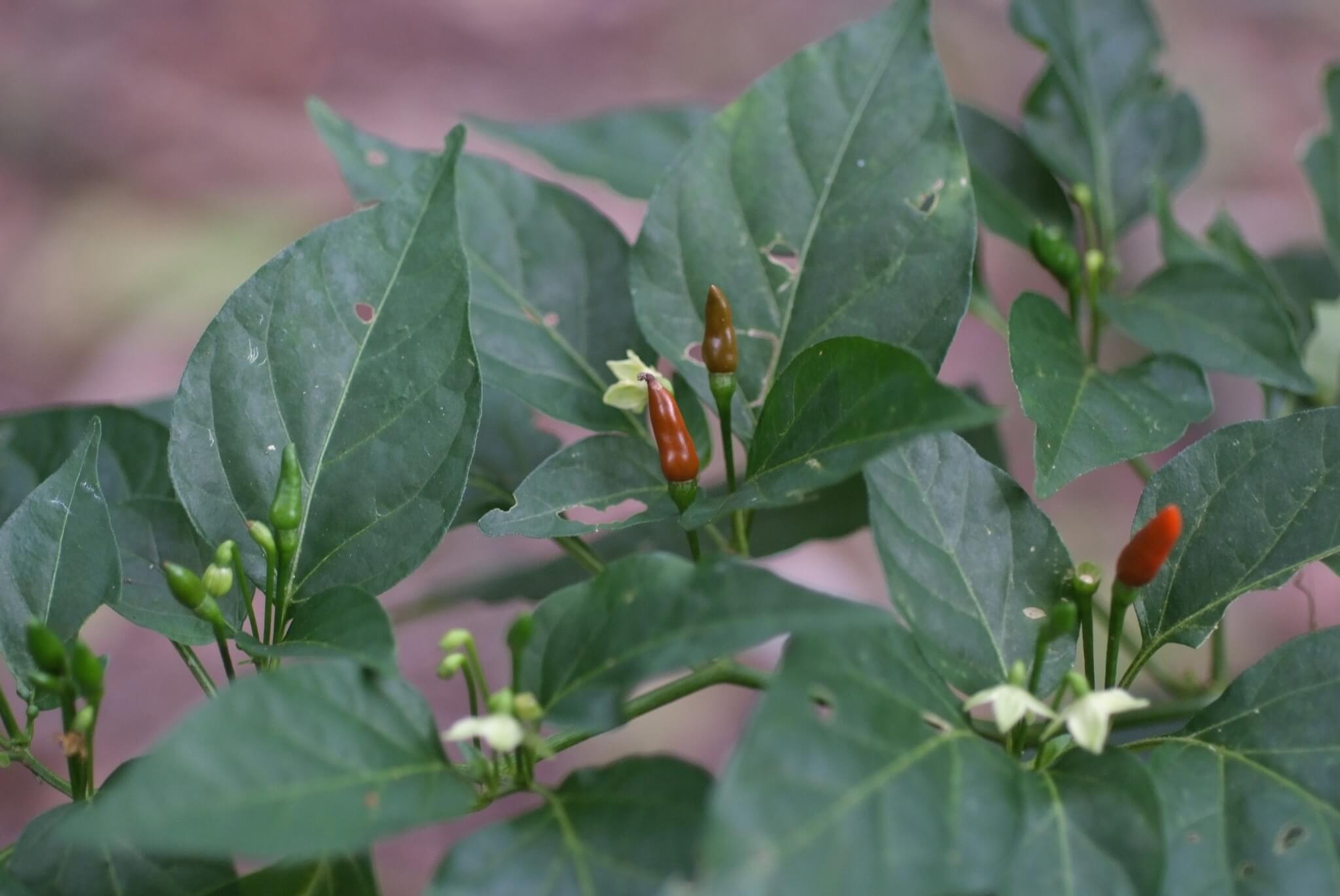 Capsicum annuum cv. 'Chilpaya'